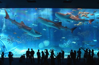 Aquarium