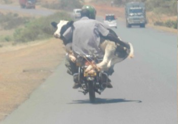 Mootercycle?
