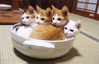 If We All Fits, We All Sits