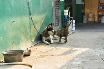 Dogs & Cats