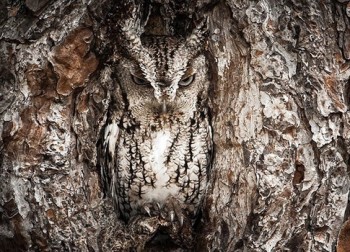 Disguise