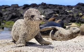 Baby Seals Playing On The Beach