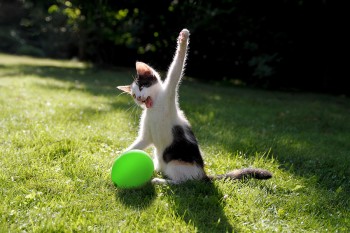 Cat vs Balloon