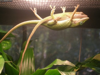 Hammock