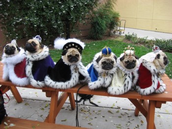 Pug Royal Family