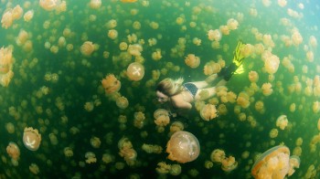 Swimming With Jelly Fish