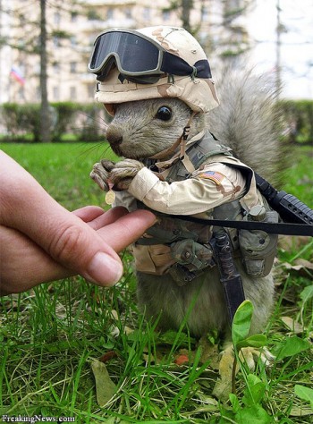 Marine Squirrel