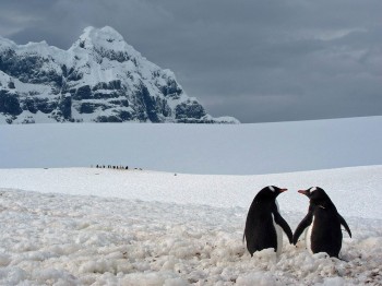 Penguins