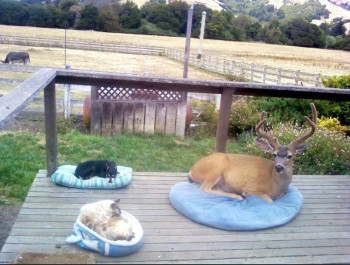 Oh Deer