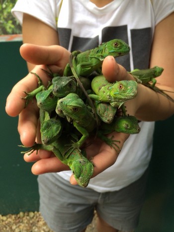 A Handful of Baby Iguanas