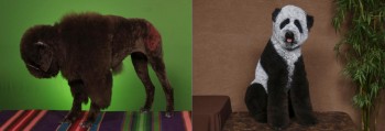 These Are Poodles