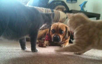 I'll Have The Catnip by Friday