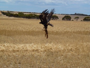 Wedge-Tailed Eagle