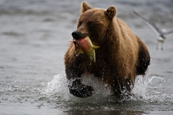 Brown Bear Fishing