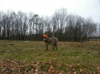 It's Hunting Season in Ohio...