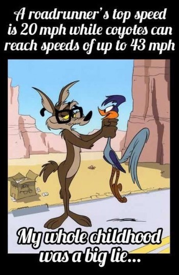 Roadrunner's Top Speed