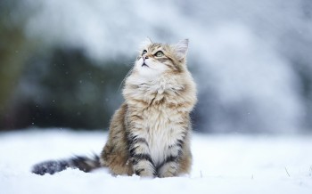 Winter Coat