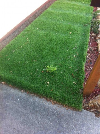 Fake Grass? Real Weeds