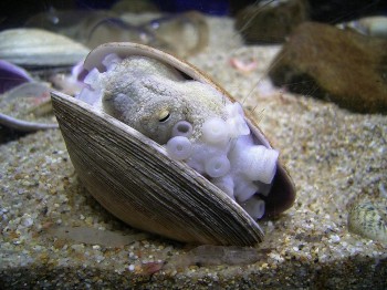 Small Octopus Taking Shelter In A Sea Shell