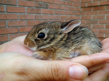 Hand Bunny