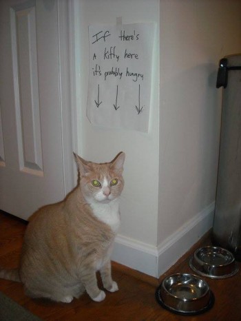 Hungry Cat