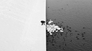 Black and White