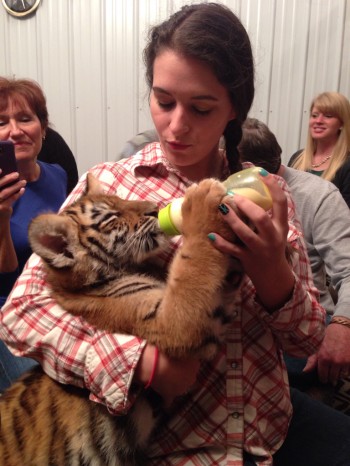 Baby Tiger