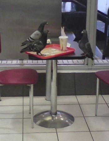 Serious Bird Meeting