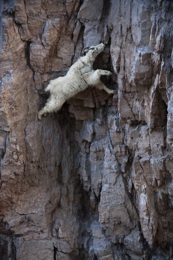 Mountain Goat Stretches