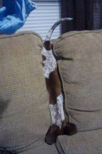 Mphffppmmbrr