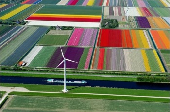 Tulip Fields