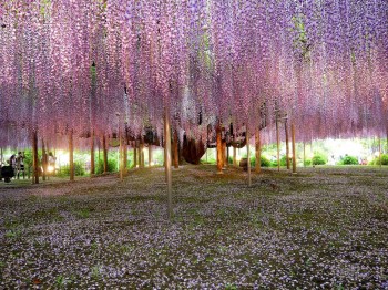 Japanese Wisteria