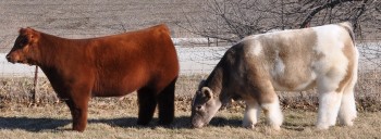 Fuzzy Cows