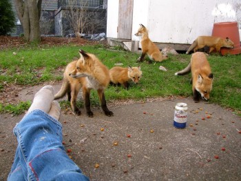 Fox Infestation