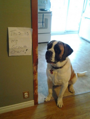 Growth Chart
