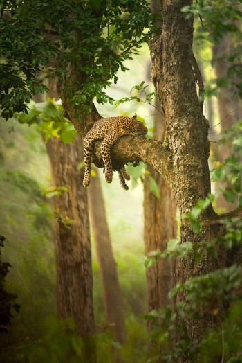 Sleepy Cat