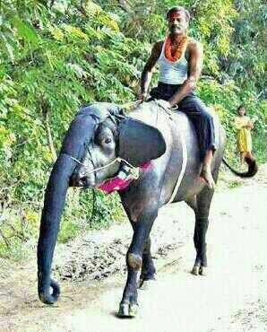 Nice Elephan-