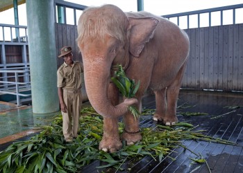 White Elephant