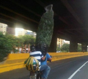 Christmas Tree Transport