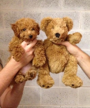 Twins?