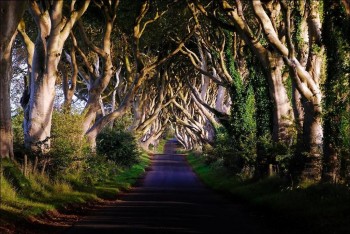 The Dark Hedges of Northern Ireland