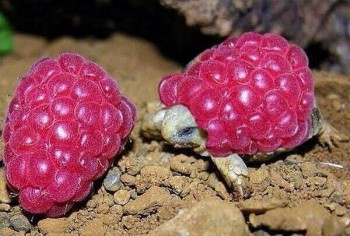 Raspberry Turtles