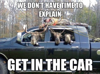 Moose