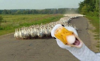 Goose