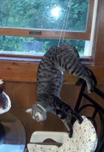 Cats Are So Graceful
