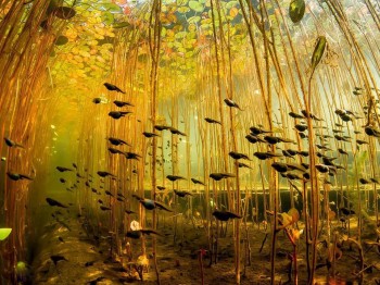 Tadpoles