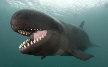 Ridiculously Photogenic Whale