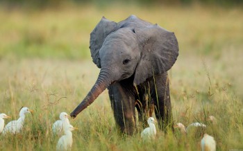 Baby Elephant Playing With Birds