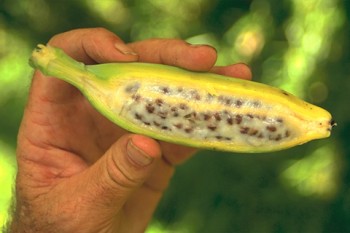 Natural Bananas