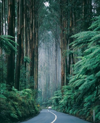 Australian Redwood